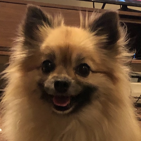 Meet your Posher, Amy - Picture 1 of 1